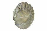 Wide, Enrolled Flexicalymene Trilobite - Indiana #287750-1